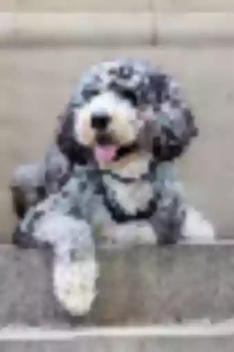Murphy